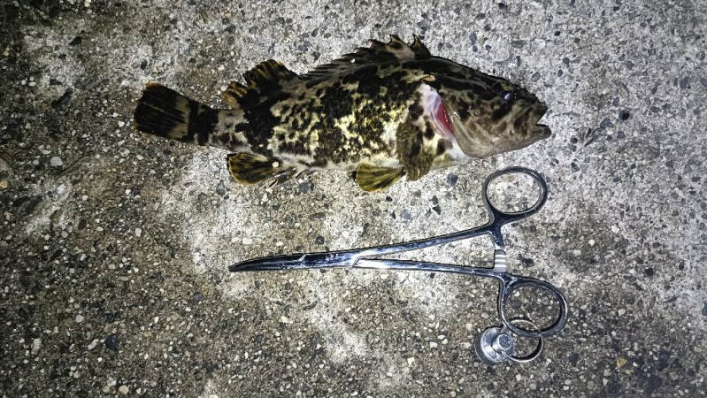 雨降れど水も滴る良いおチヌ