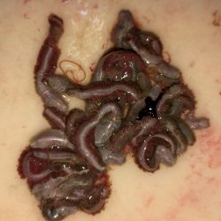 メバル＆シーバス