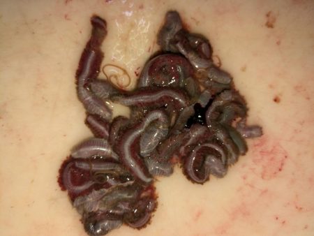 メバル＆シーバス