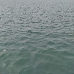 小サバ、メバル