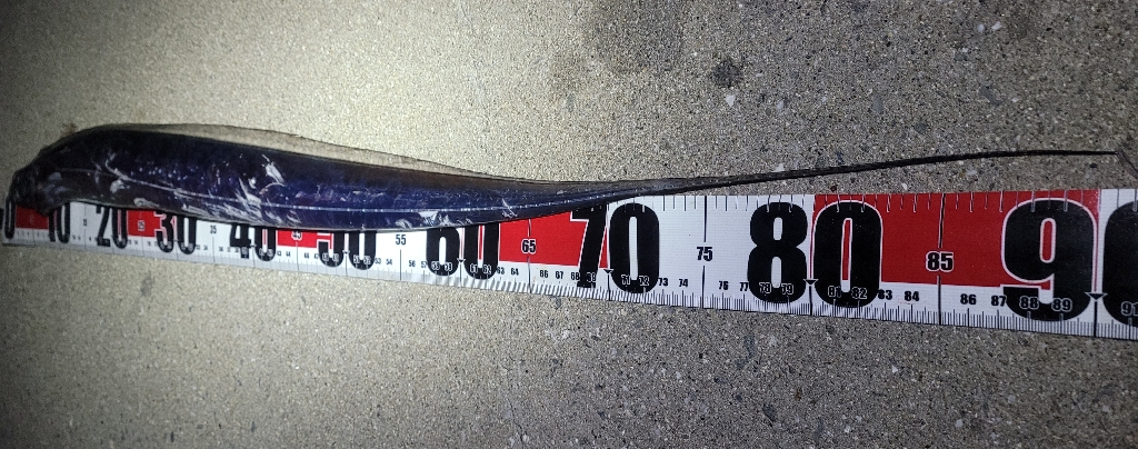 3度目になる春の太刀魚チャレンジ