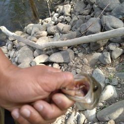 パワーフィネスとサカマタで3本