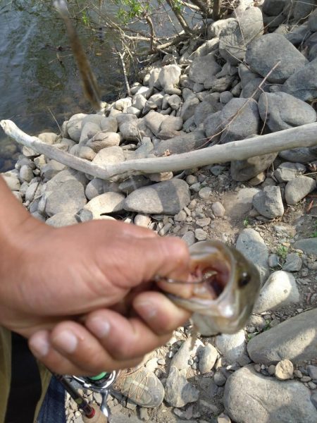 パワーフィネスとサカマタで3本