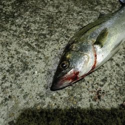 久しぶりのシーバス釣行