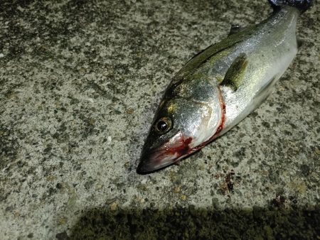 久しぶりのシーバス釣行