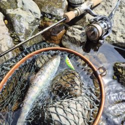 放流翌日昼からやけど結構出ましたよ