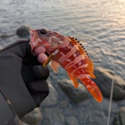 陸っぱり釣行記