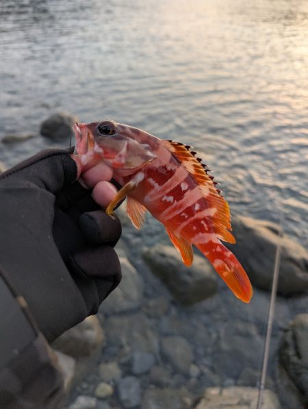 陸っぱり釣行記