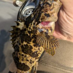 海チニングwithショアレッド