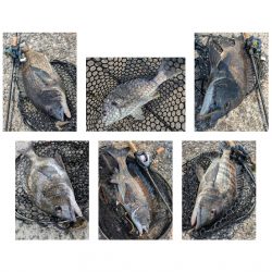 今日も広島チニング!クロソイ有りWヒット有り