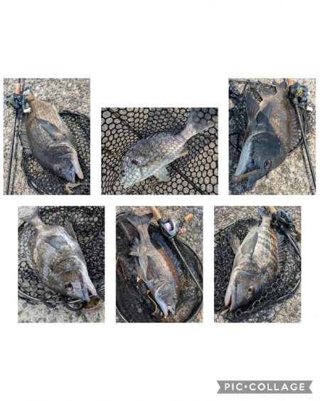 今日も広島チニング!クロソイ有りWヒット有り