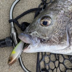 広島チニング〜トップ、敷石、年無し〜