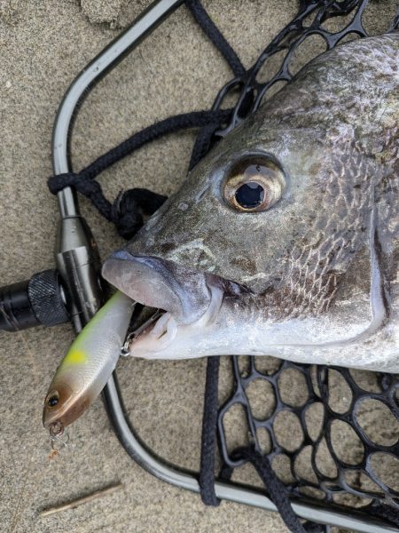 広島チニング〜トップ、敷石、年無し〜