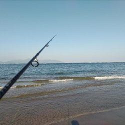 マゴチが釣れました!