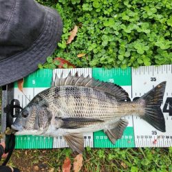 サイトチニング