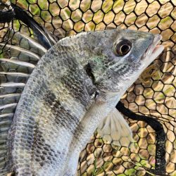 チニング1時間勝負