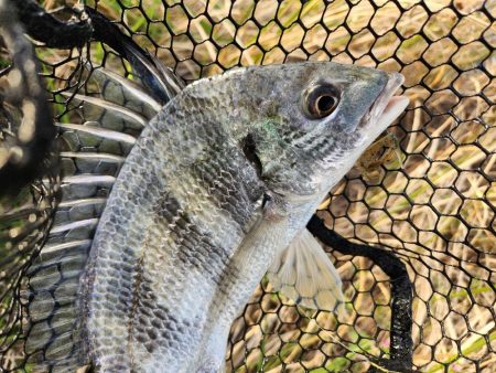 チニング1時間勝負