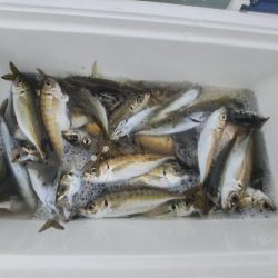 イワシと小アジが釣りたくて