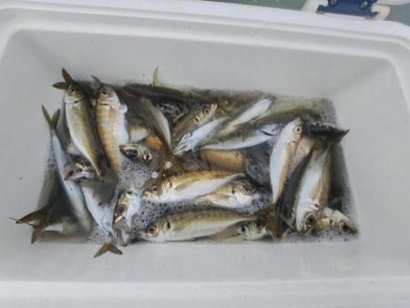 イワシと小アジが釣りたくて