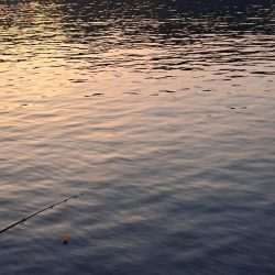 勢い良く沈み続ける電気ウキ