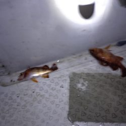 暴風メバルサビキ