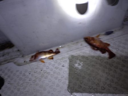 暴風メバルサビキ