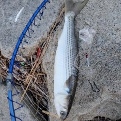 小潮でも行ける。でもボラだらけ