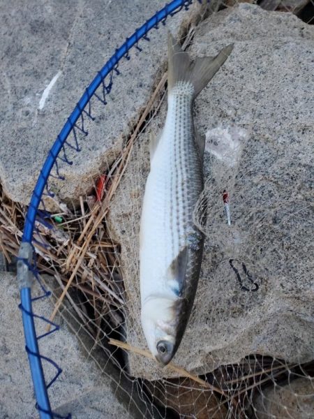 小潮でも行ける。でもボラだらけ