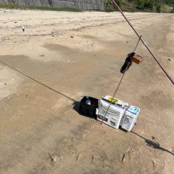 やっと糸島にもキスが近付いてきました