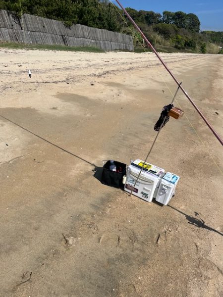 やっと糸島にもキスが近付いてきました