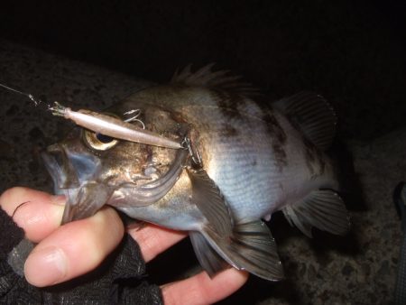 新しいリールで