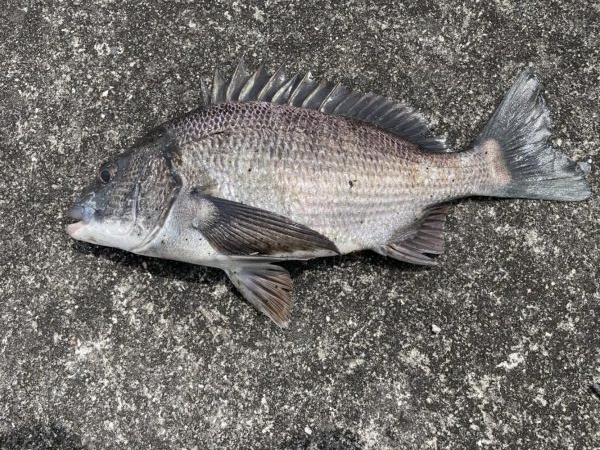 イチノ兄弟、釣果！