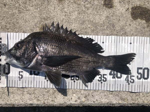 イチノ兄弟、釣果！