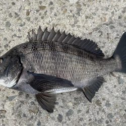 イチノ兄弟、釣果!