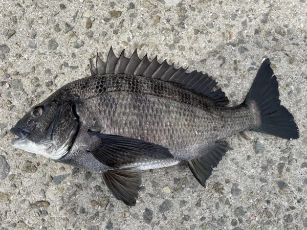 イチノ兄弟、釣果!