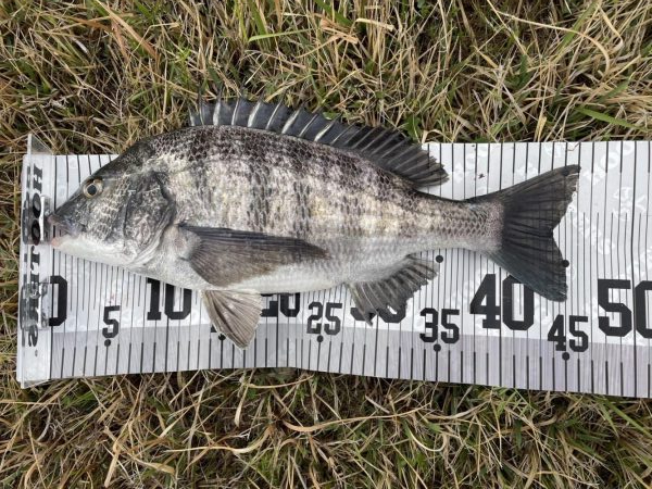 イチノ兄弟、釣果！