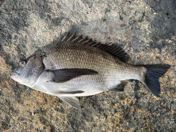 イチノ兄弟、釣果！