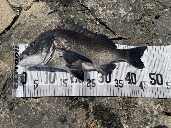 イチノ兄弟、釣果！