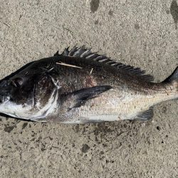 イチノ兄弟、釣果！