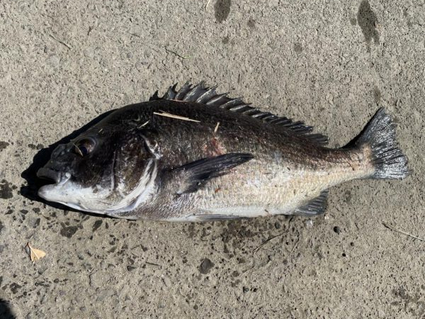 イチノ兄弟、釣果！