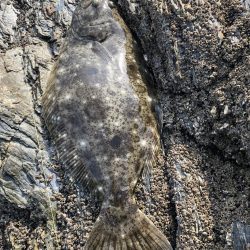 サゴシ食べたい