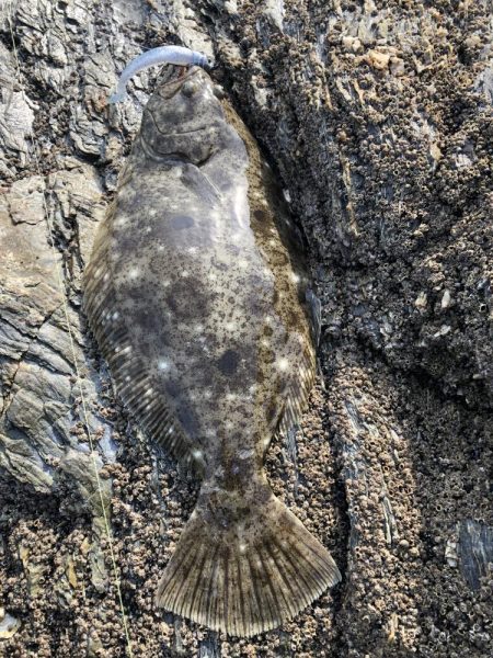 サゴシ食べたい