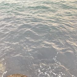 2週連続チヌゲット！