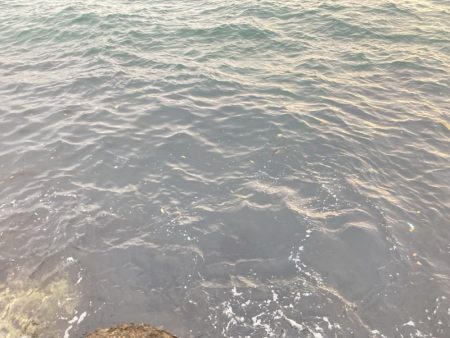 2週連続チヌゲット！