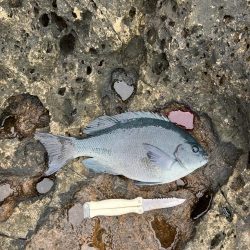 芝渡船さんで沖磯