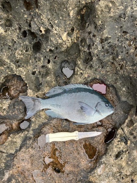 芝渡船さんで沖磯