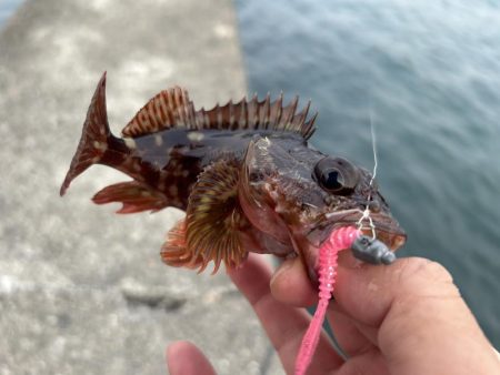 春のガッシー祭り5th