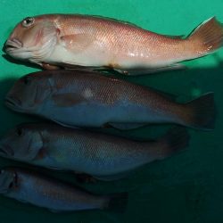 泉州丸　釣果