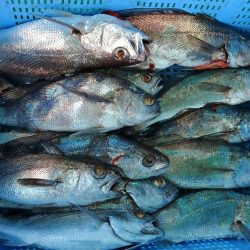 泉州丸　釣果