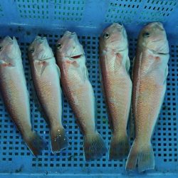 泉州丸 釣果
